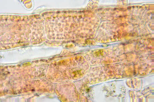 Image of Asparagopsis armata