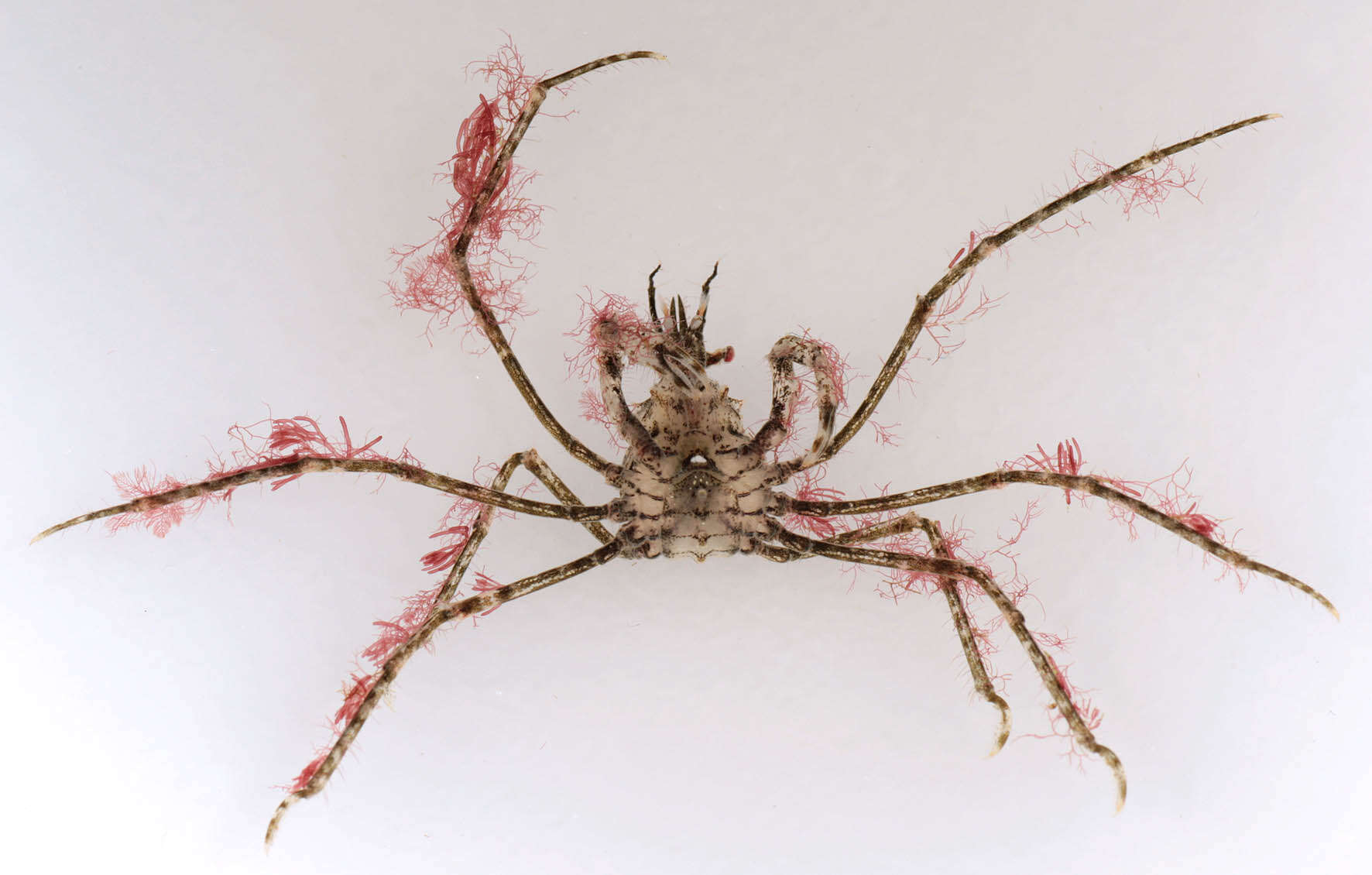 Image of Macropodia deflexa Forest 1978