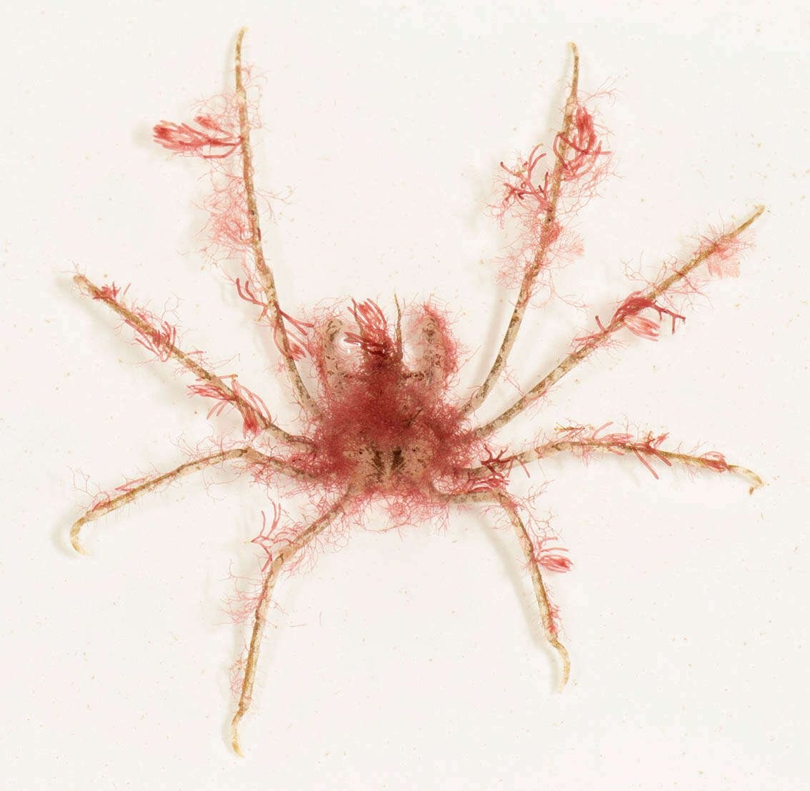 Image of Macropodia deflexa Forest 1978