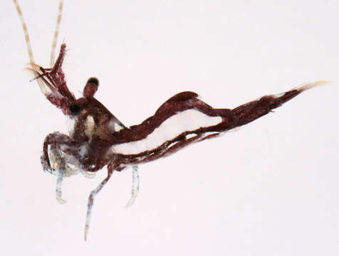 Image of chamaeleon prawn