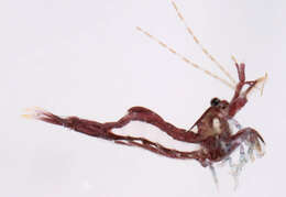 Image of chamaeleon prawn