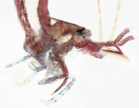 Image of chamaeleon prawn