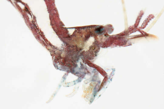 Image of chamaeleon prawn