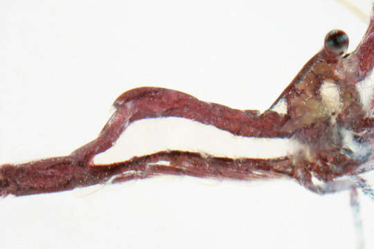 Image of chamaeleon prawn