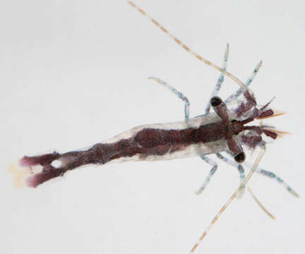 Image of chamaeleon prawn