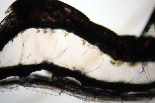 Image of chamaeleon prawn