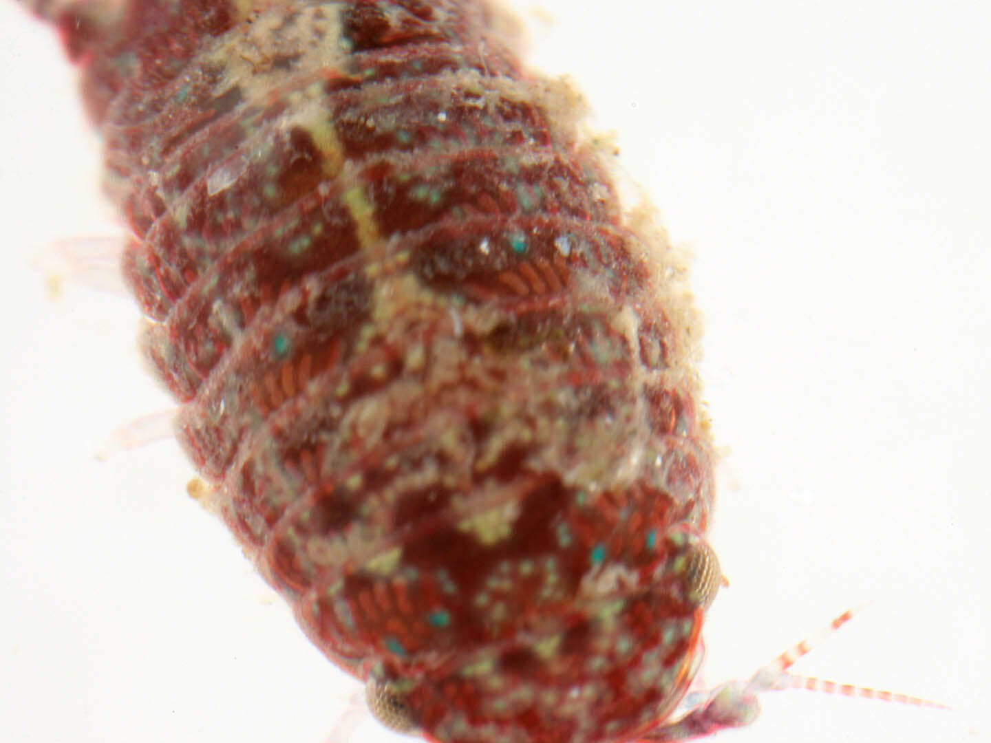Image of Dynamene magnitorata Holdich 1968