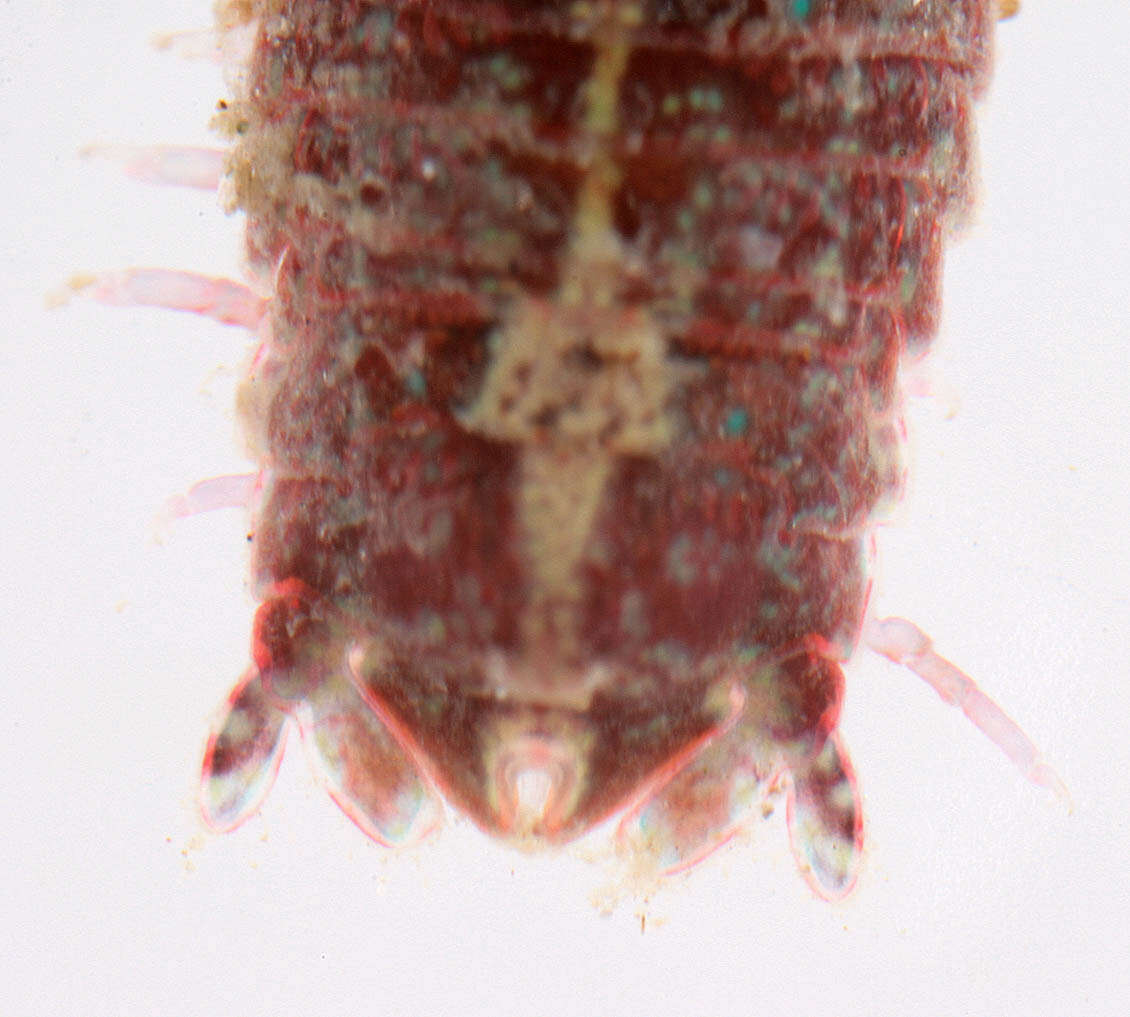 Image of Dynamene magnitorata Holdich 1968