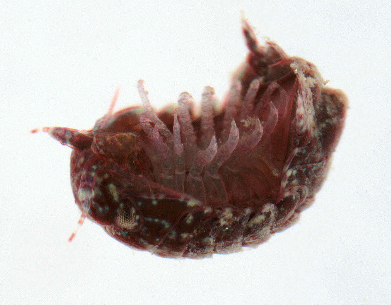 Image of Dynamene magnitorata Holdich 1968