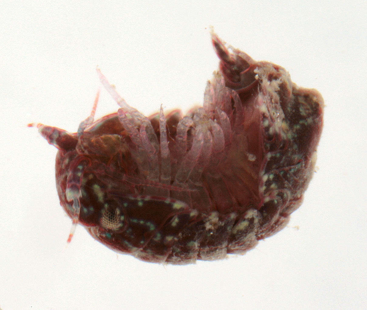 Image of Dynamene magnitorata Holdich 1968