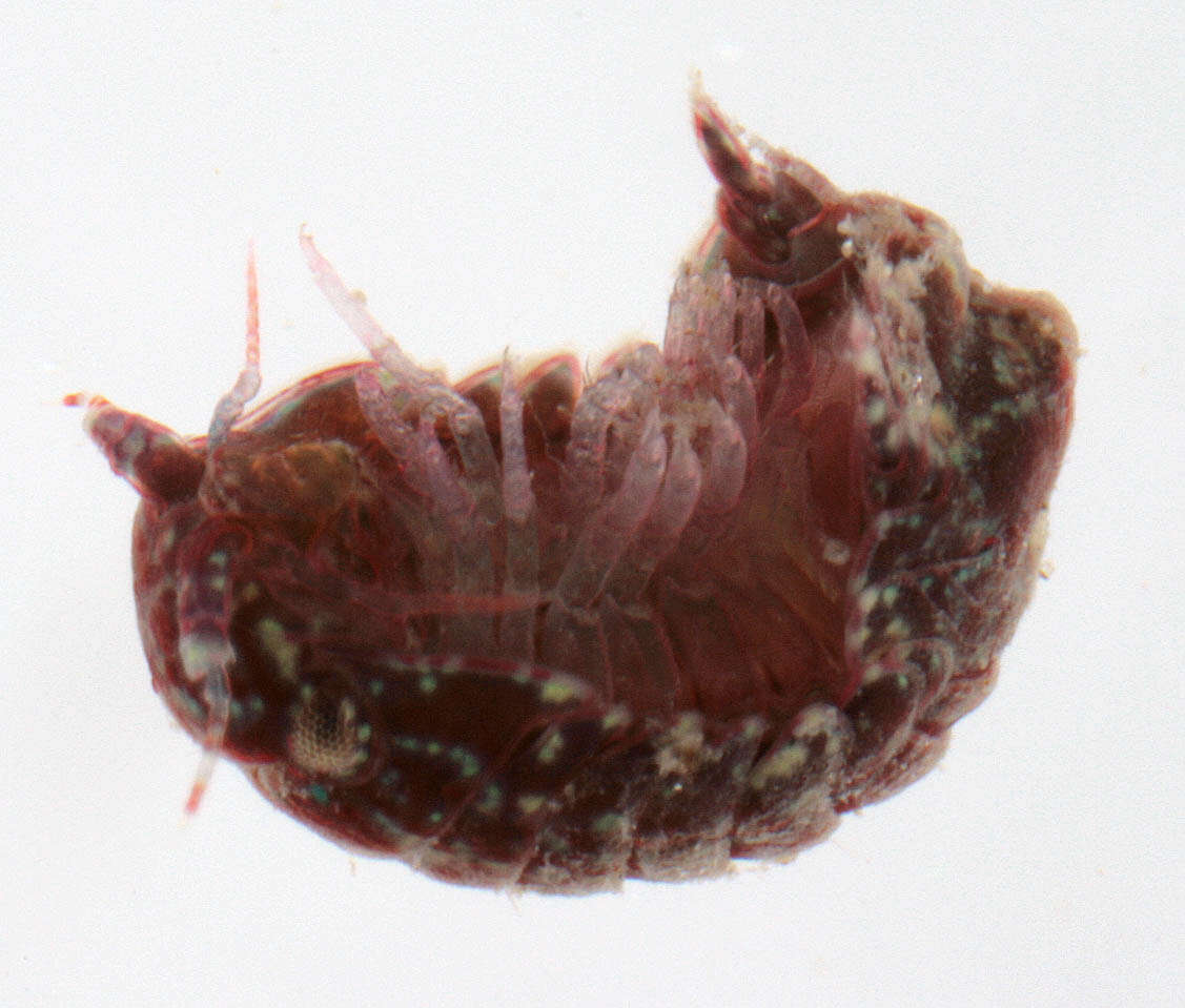 Image of Dynamene magnitorata Holdich 1968