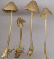 Image of Mycena olivaceomarginata (Massee) Massee 1893