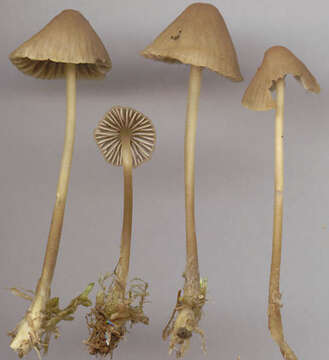 Image of Mycena olivaceomarginata (Massee) Massee 1893