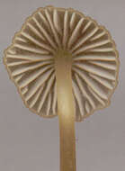 Image of Mycena olivaceomarginata (Massee) Massee 1893