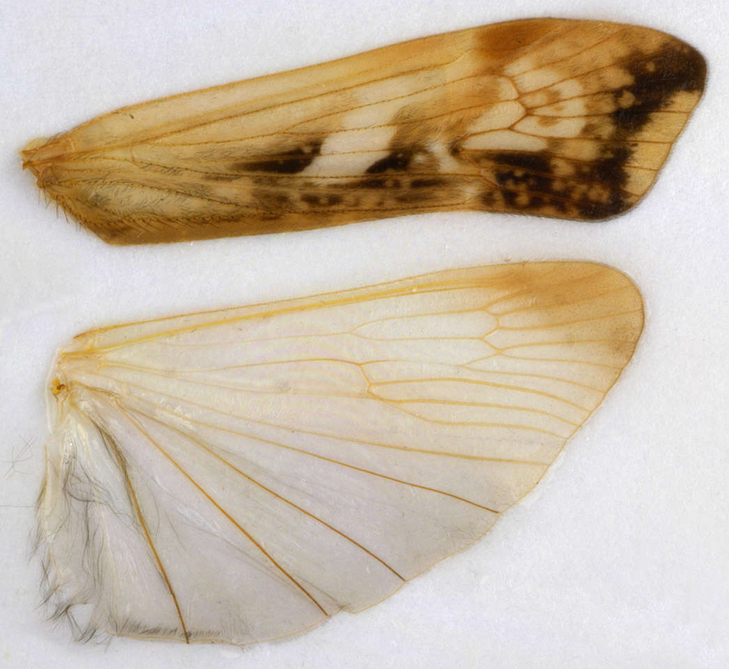 Image of Limnephilus lunatus Curtis 1834
