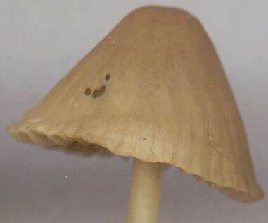 Image of Mycena olivaceomarginata (Massee) Massee 1893