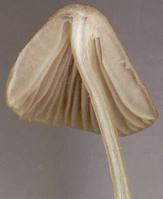 Image of Mycena olivaceomarginata (Massee) Massee 1893