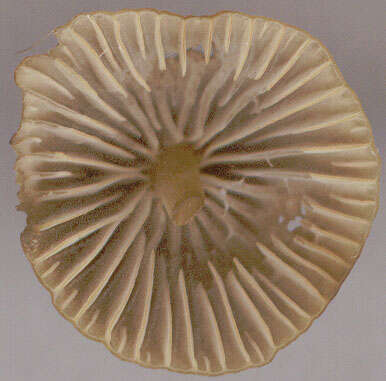 Image of Mycena olivaceomarginata (Massee) Massee 1893