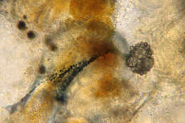 Image of Didemnum maculosum (Milne Edwards 1841)
