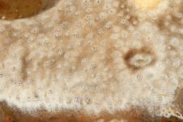 Didemnum maculosum (Milne Edwards 1841) resmi