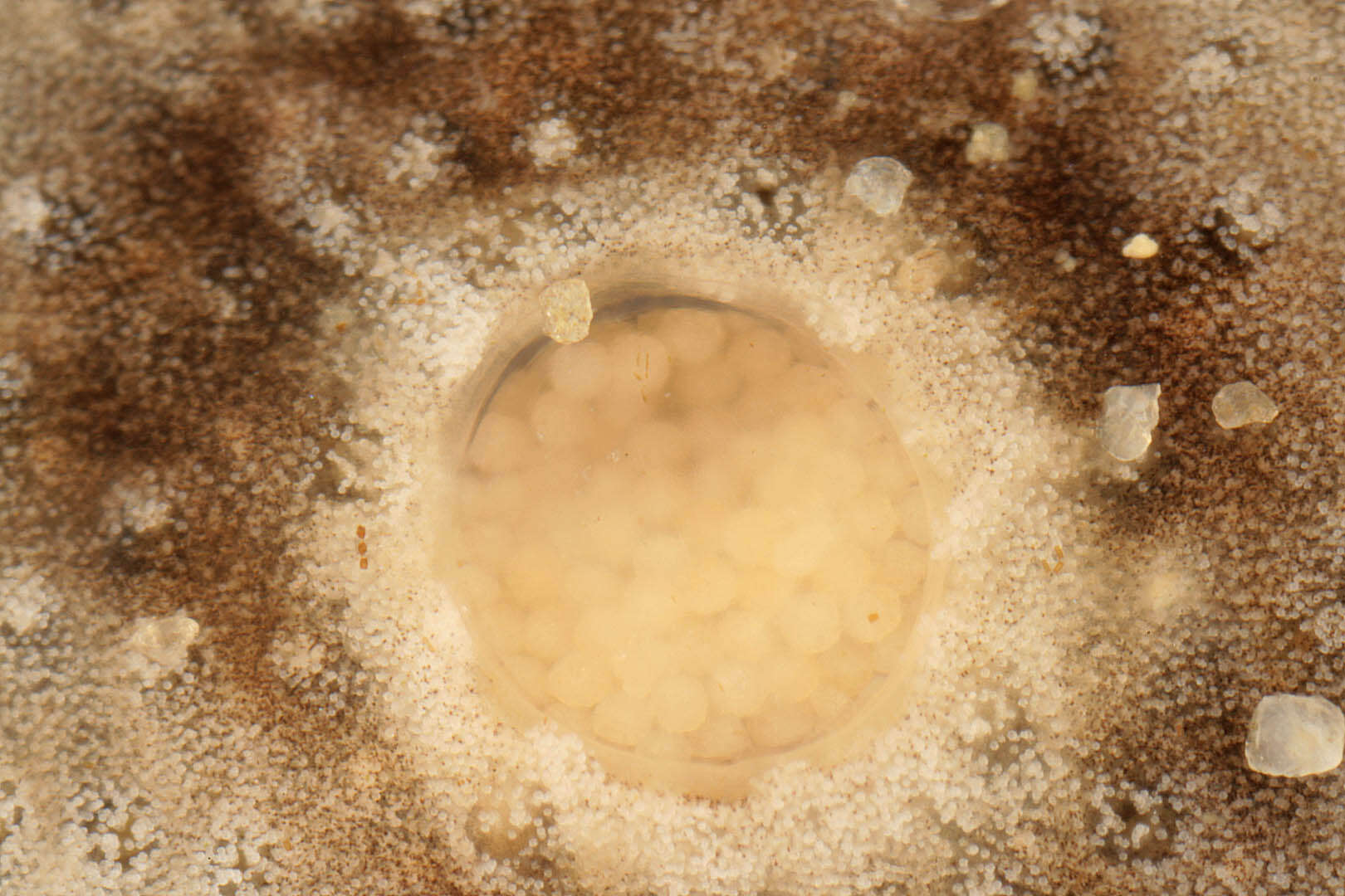 Didemnum maculosum (Milne Edwards 1841) resmi