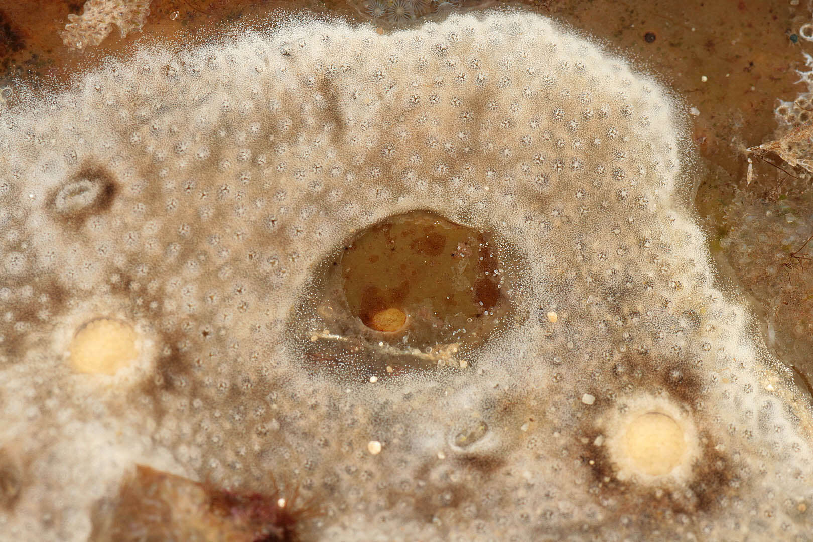 Image of Didemnum maculosum (Milne Edwards 1841)