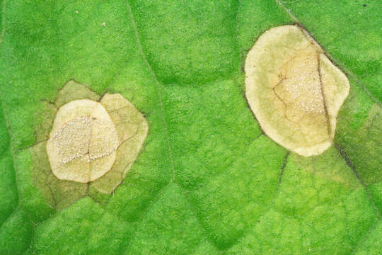 Image de Ramularia lactea (Desm.) Sacc. 1882