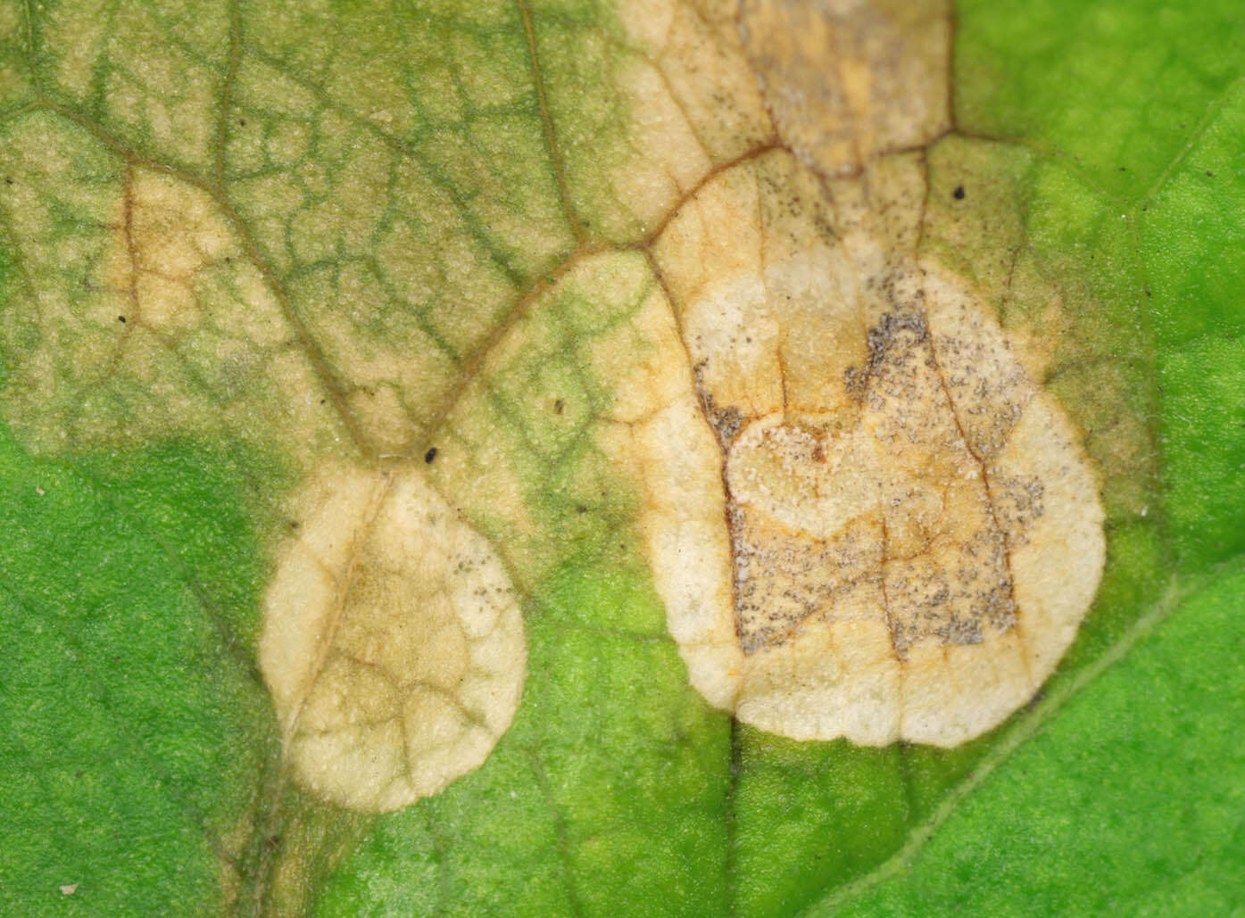 Ramularia lactea (Desm.) Sacc. 1882的圖片