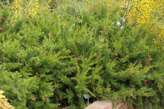 Image of Silky-oak