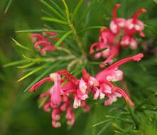 Imagem de Grevillea