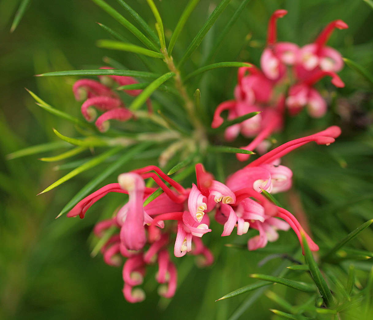 Image of Silky-oak