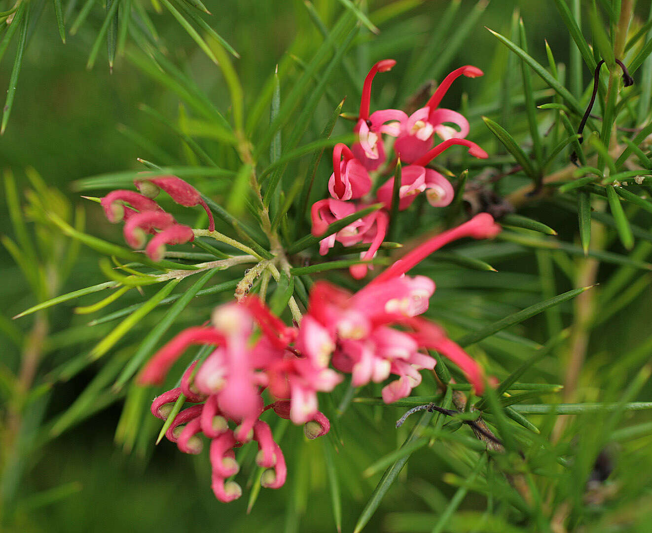 Image of Silky-oak