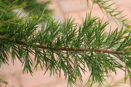 Image of Silky-oak