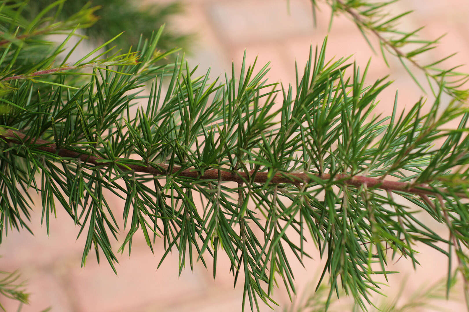 Image of Silky-oak