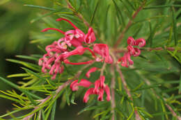 Imagem de Grevillea