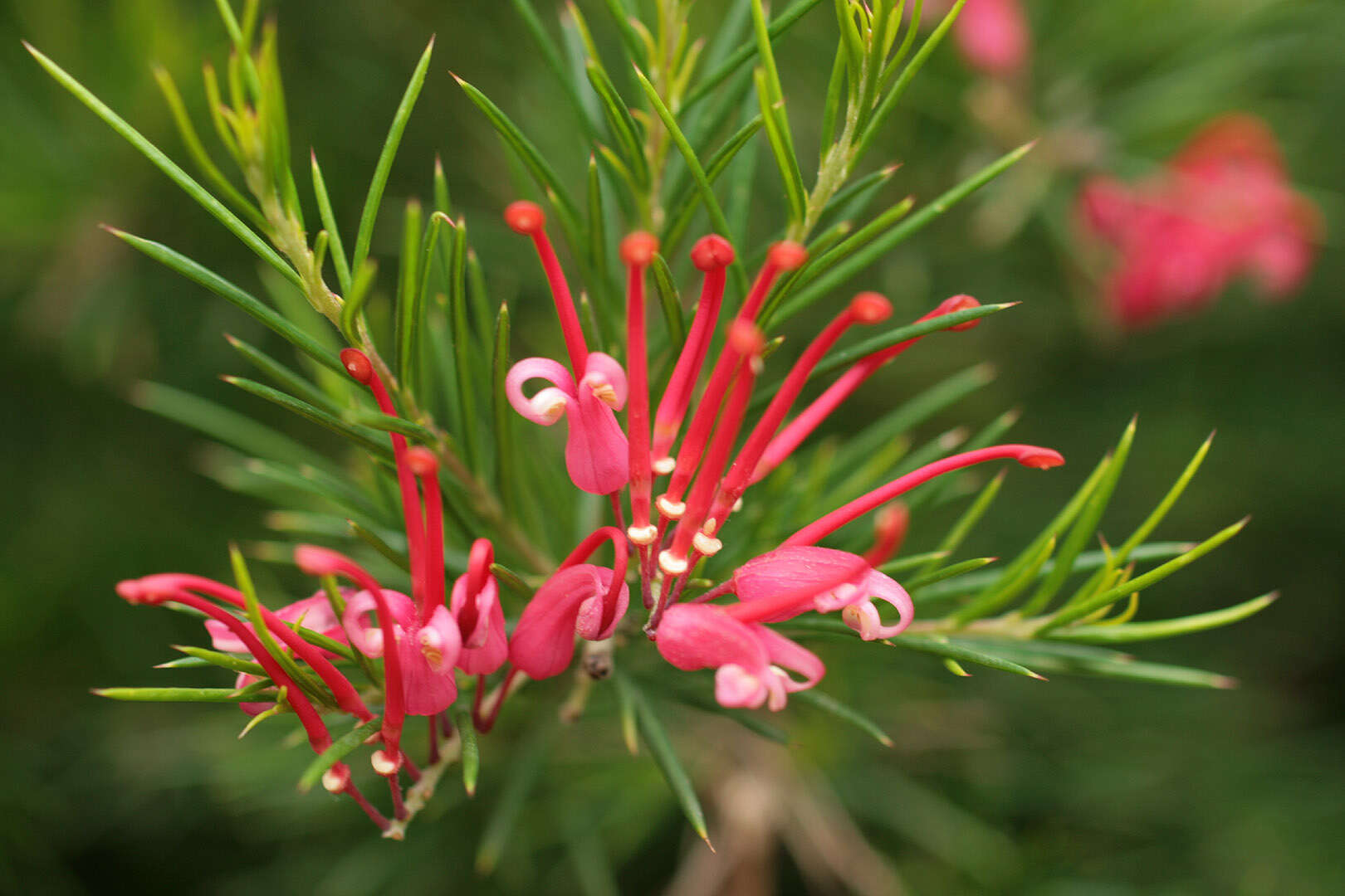 Imagem de Grevillea