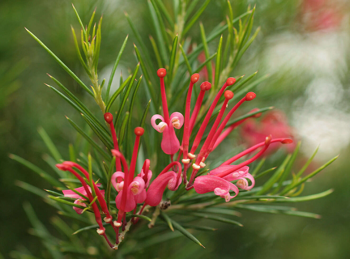 Image of Silky-oak