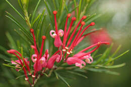 Imagem de Grevillea