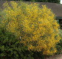 Image of Mt. Etna broom