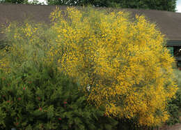 Image of Mt. Etna broom