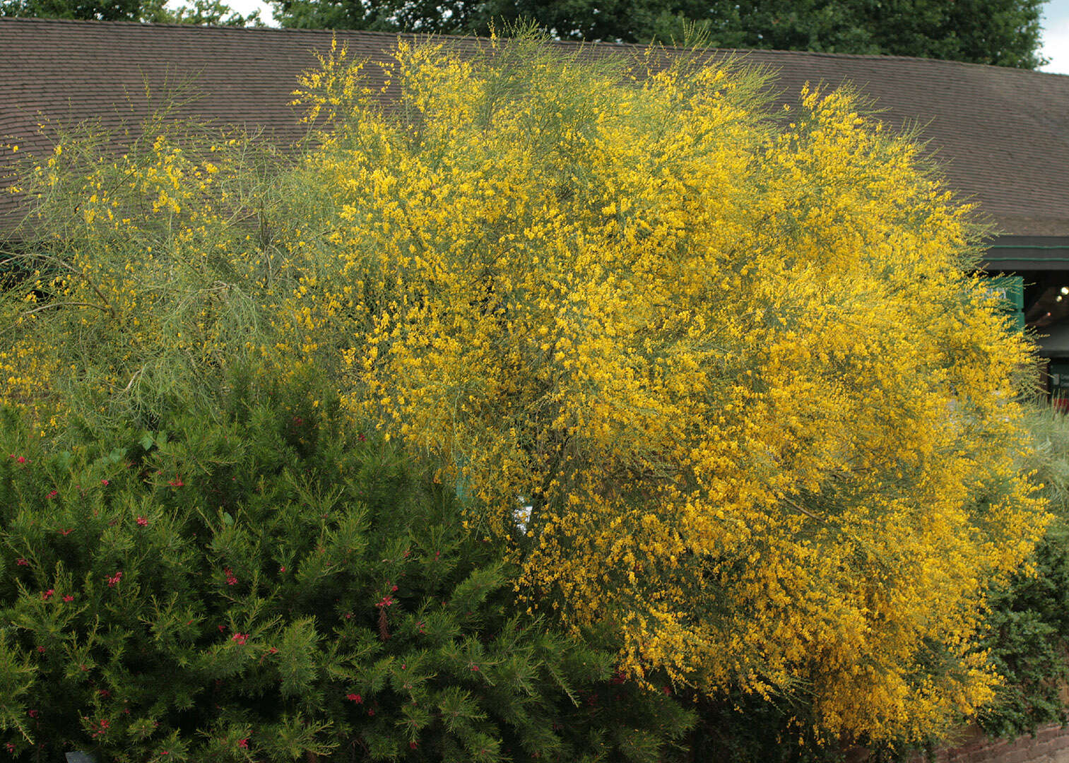 Image of Mt. Etna broom