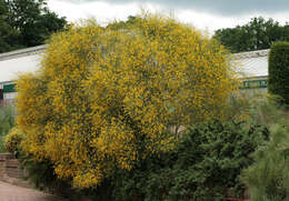 Image of Mt. Etna broom