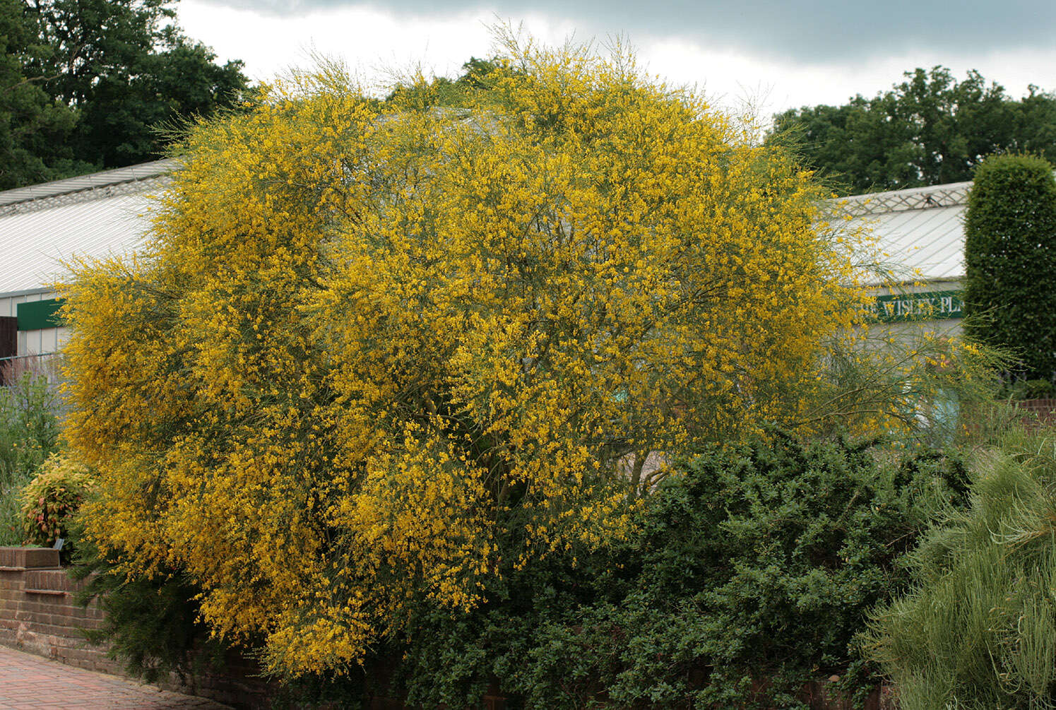 Image of Mt. Etna broom