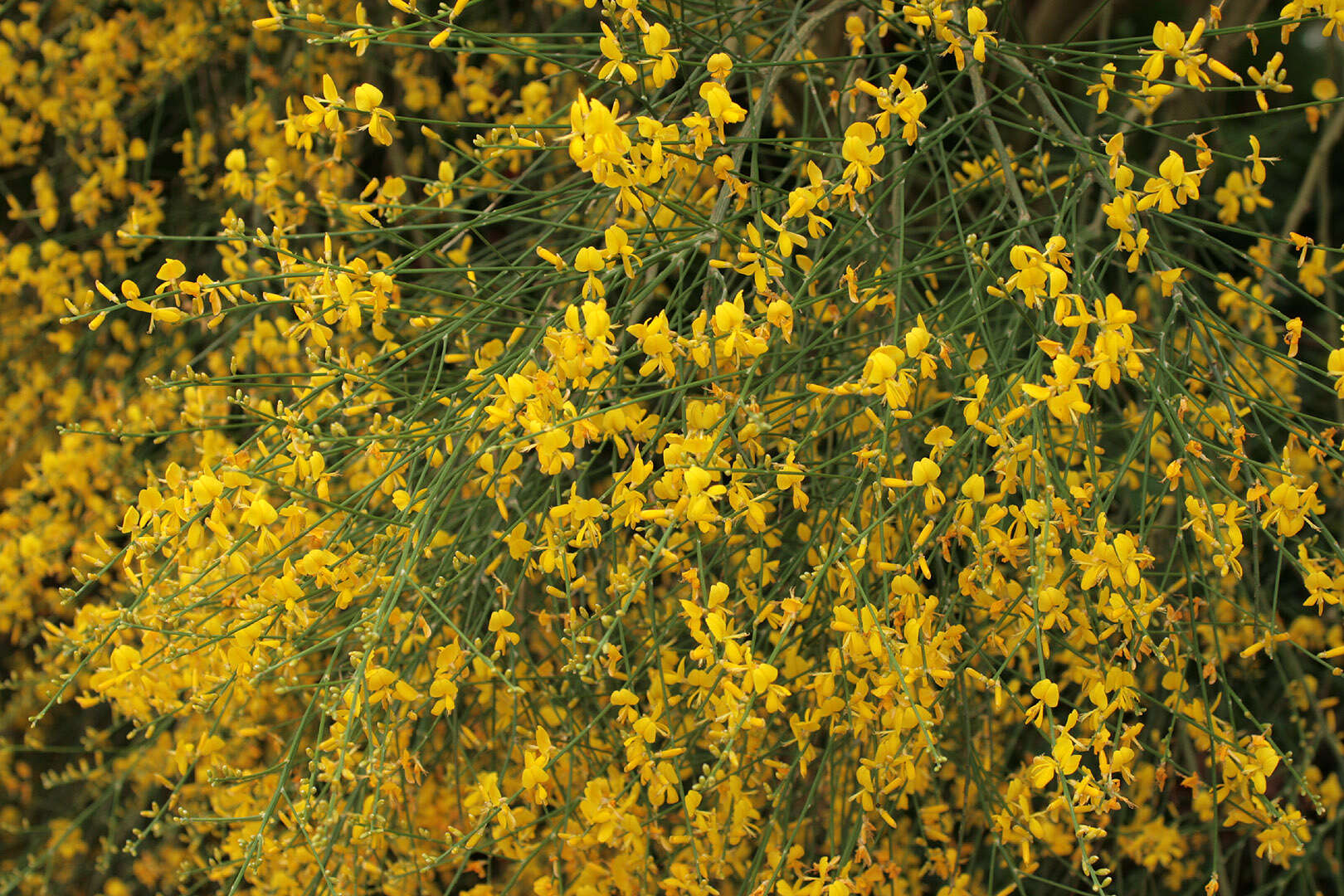 Image of Mt. Etna broom