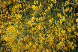 Image of Mt. Etna broom