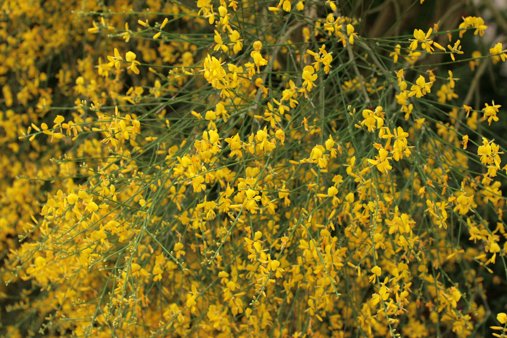 Image of Mt. Etna broom