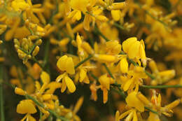 Image of Mt. Etna broom