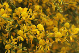 Image of Mt. Etna broom