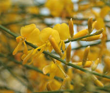 Image of Mt. Etna broom