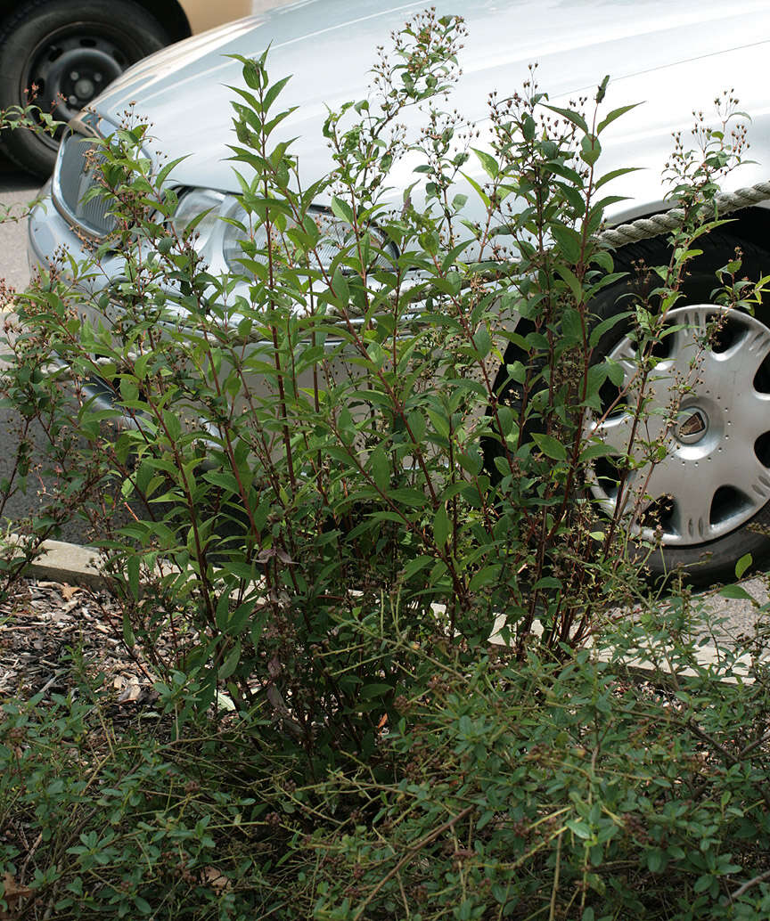 Image of <i>Deutzia rosea</i>